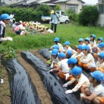 芋の苗の植え方を聞いています