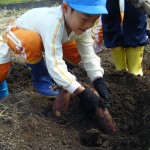大きなお芋、見つけたよ
